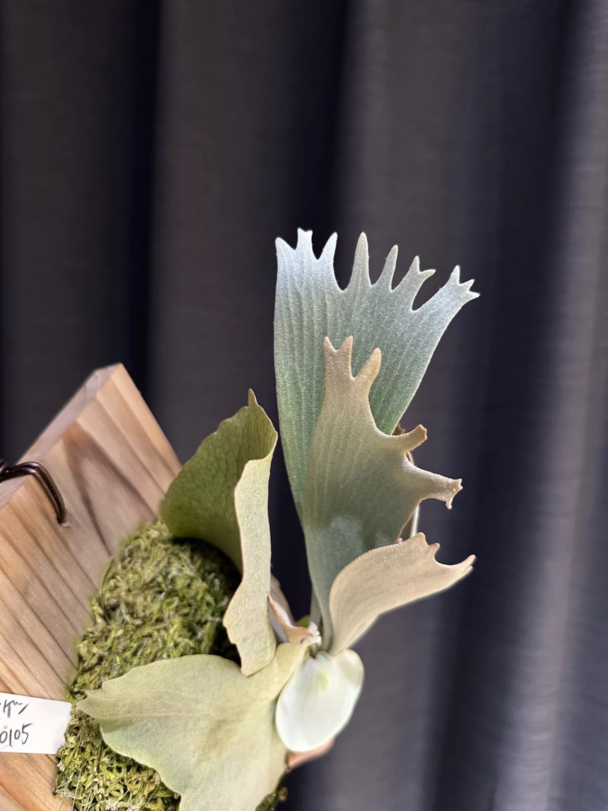 ビカクシダ　カイゲン