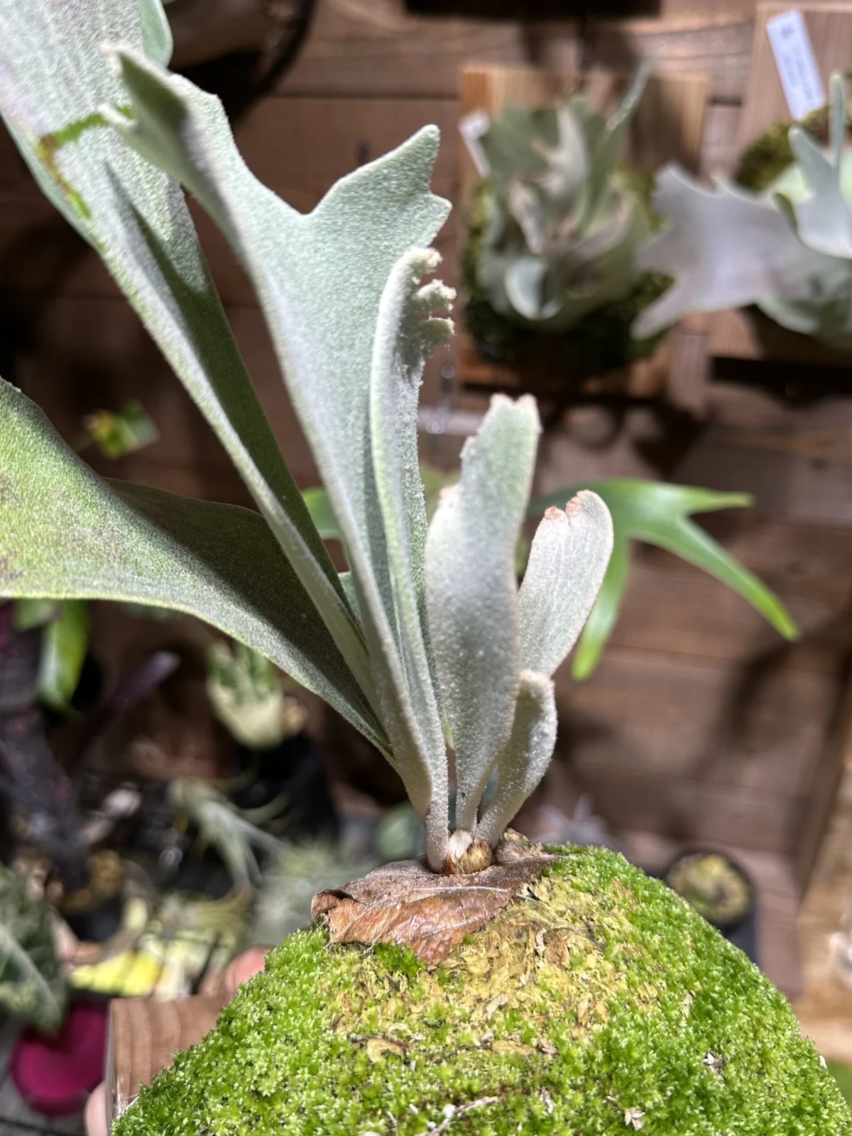 ビカクシダ　セルソ