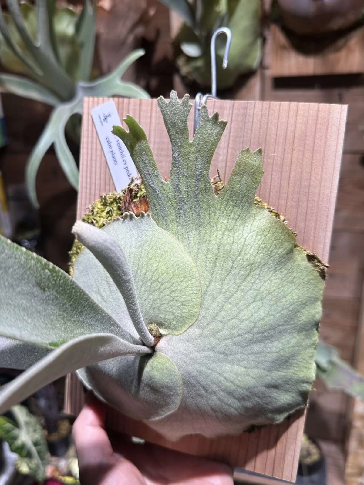 ビカクシダ　ペドロ