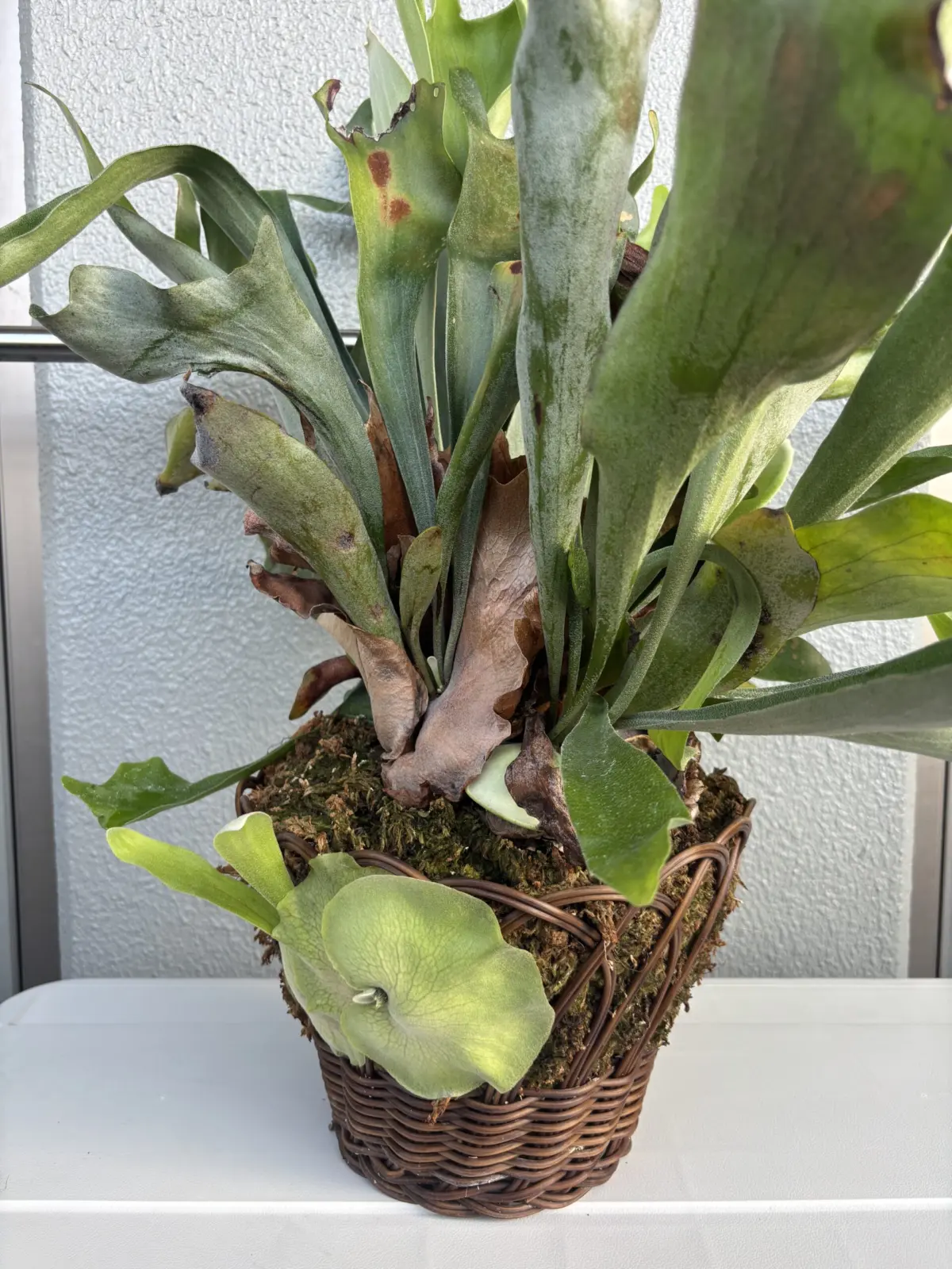 ビカクシダ　ビフルカツム