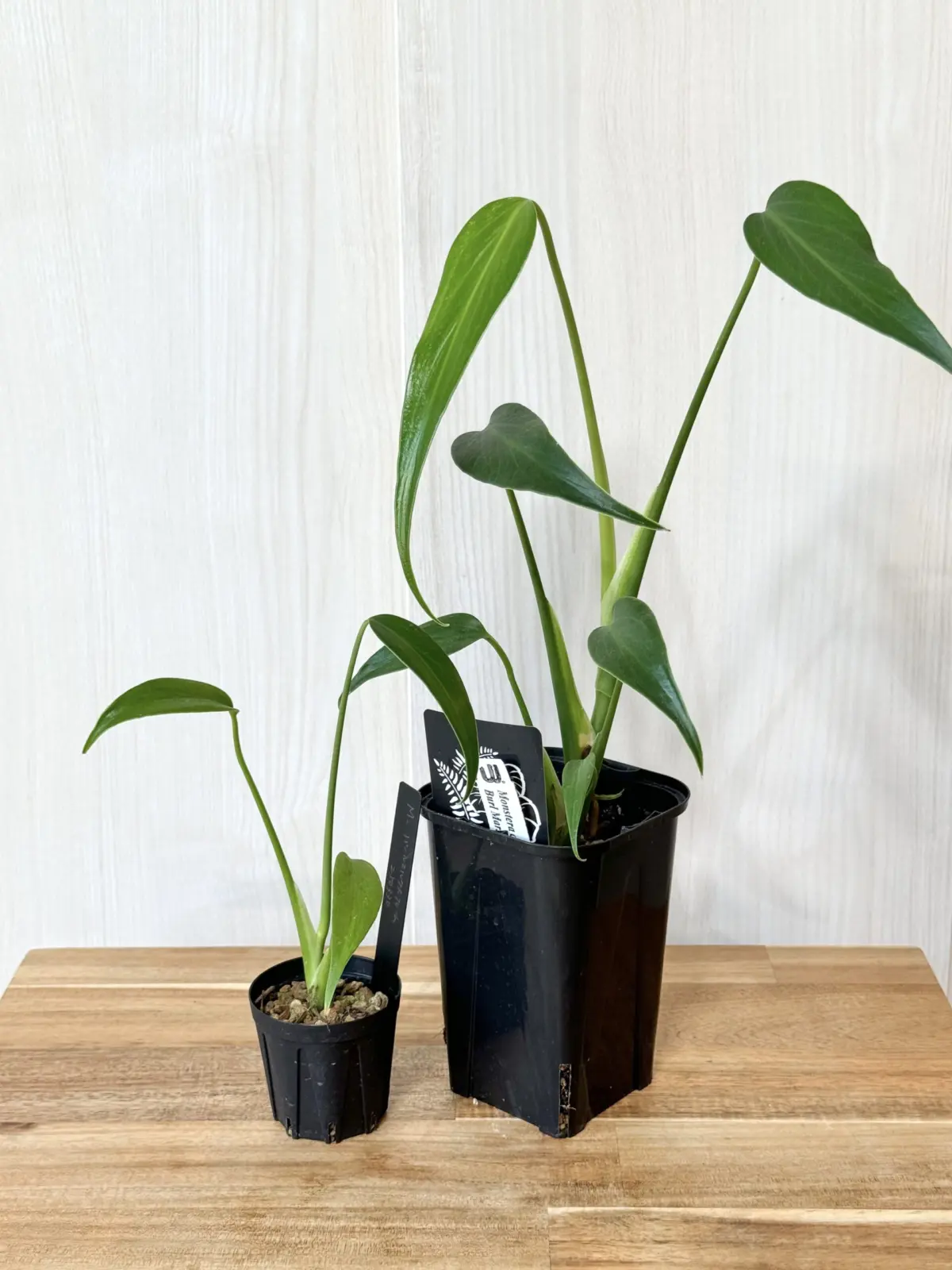 モンステラ　バールマルクスフレーム