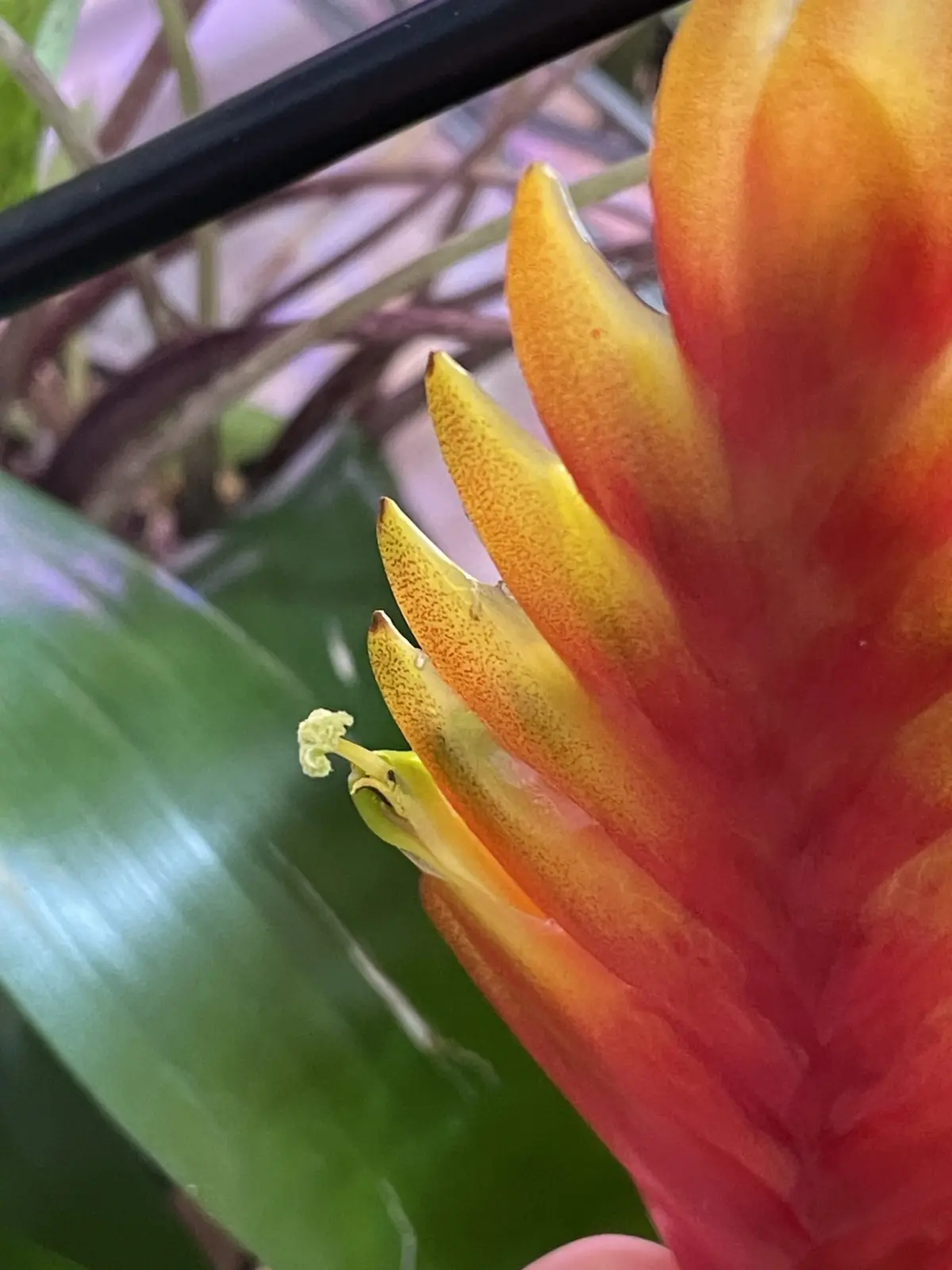 フリーセア　エルドラド