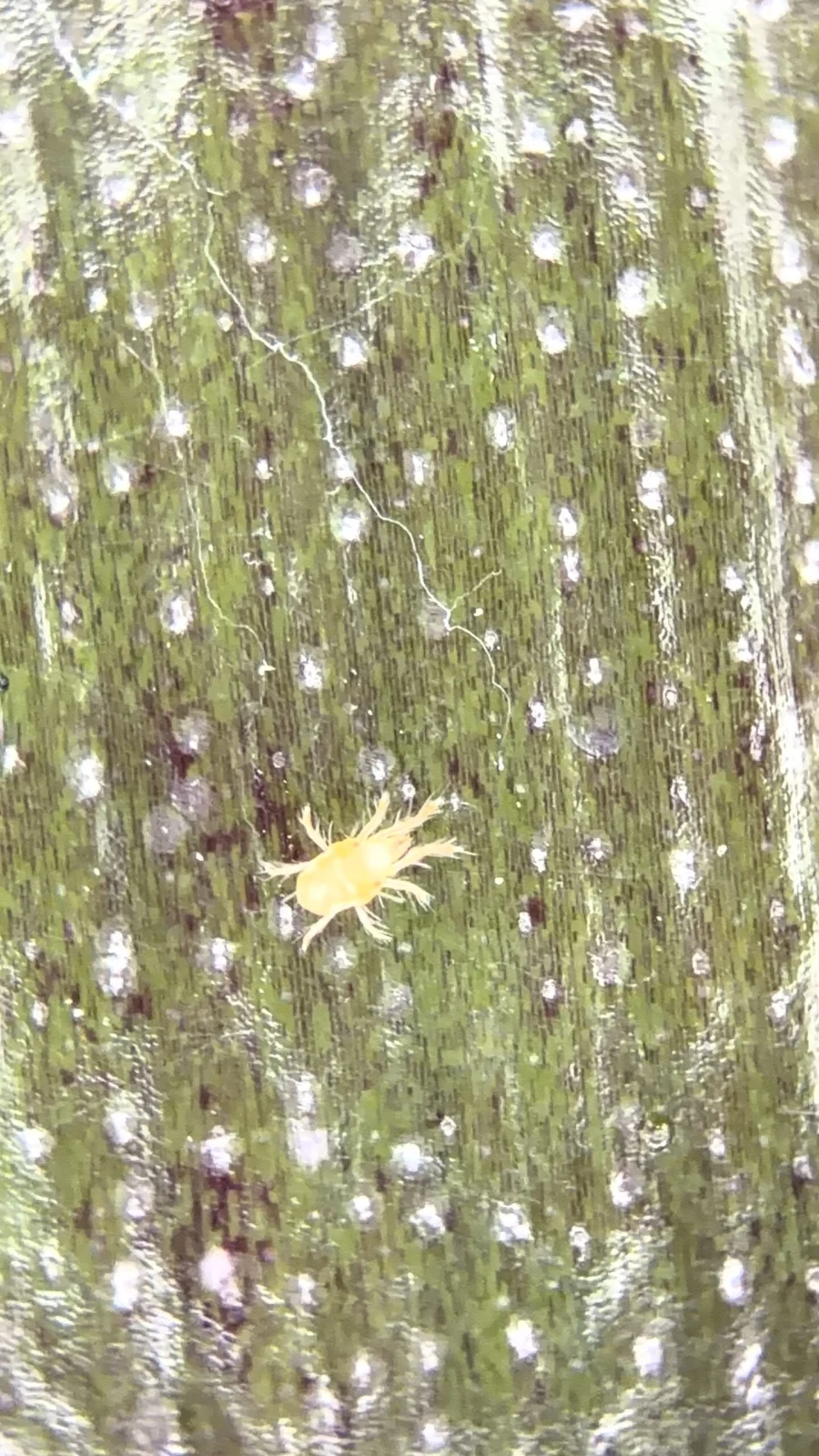 ネオレゲリア　ノスタルジア　ハダニ