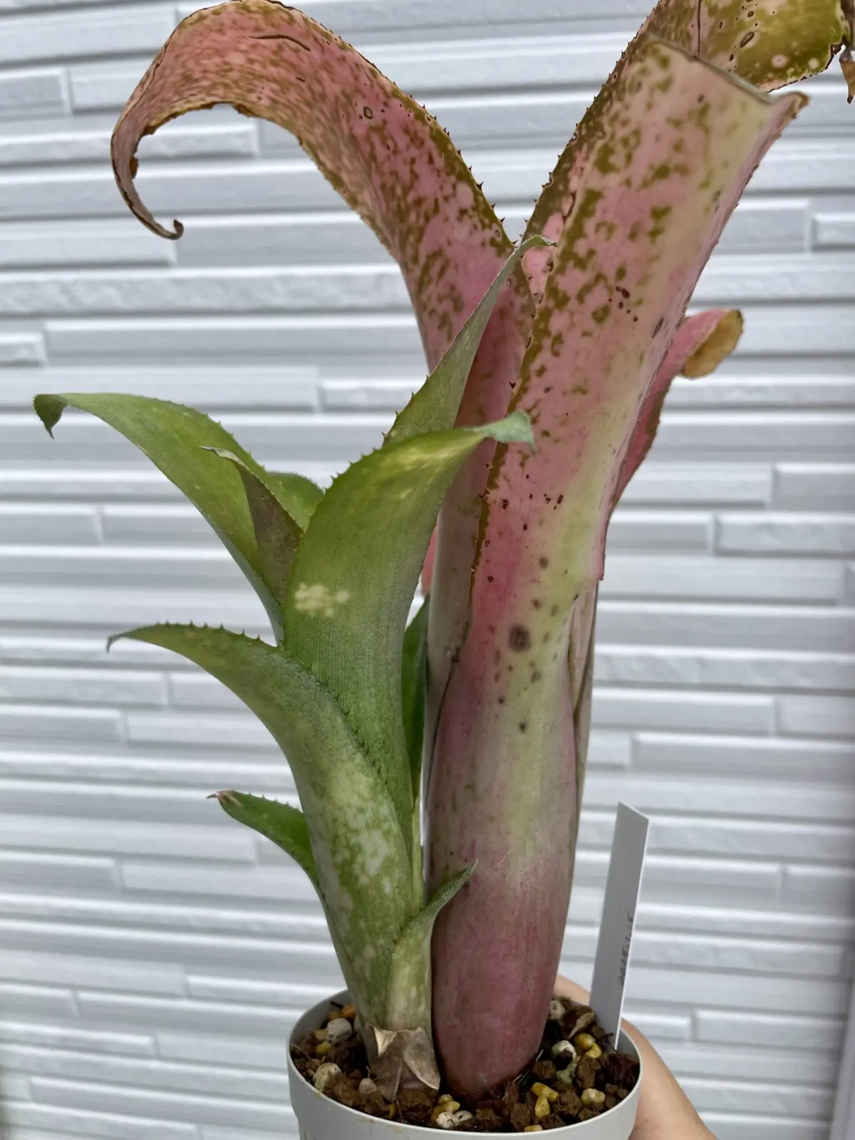 ビルベルギア　ホワイトクラウド