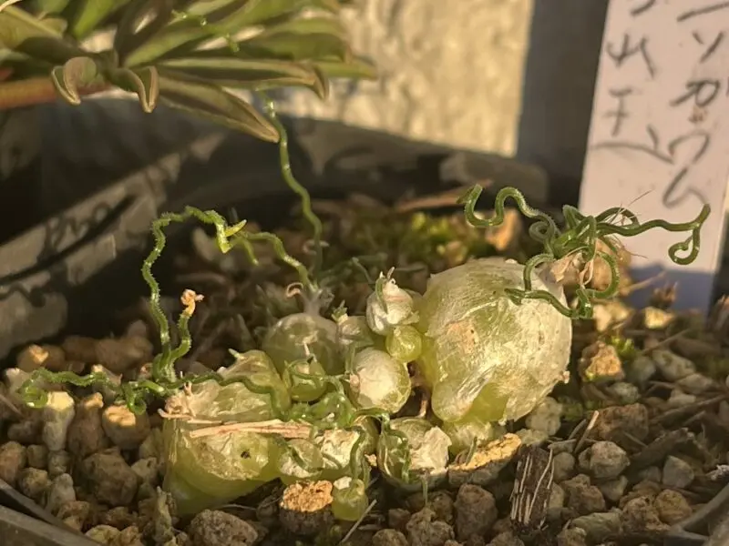 ケープバルブ オーニソガラム ちぢれ玉