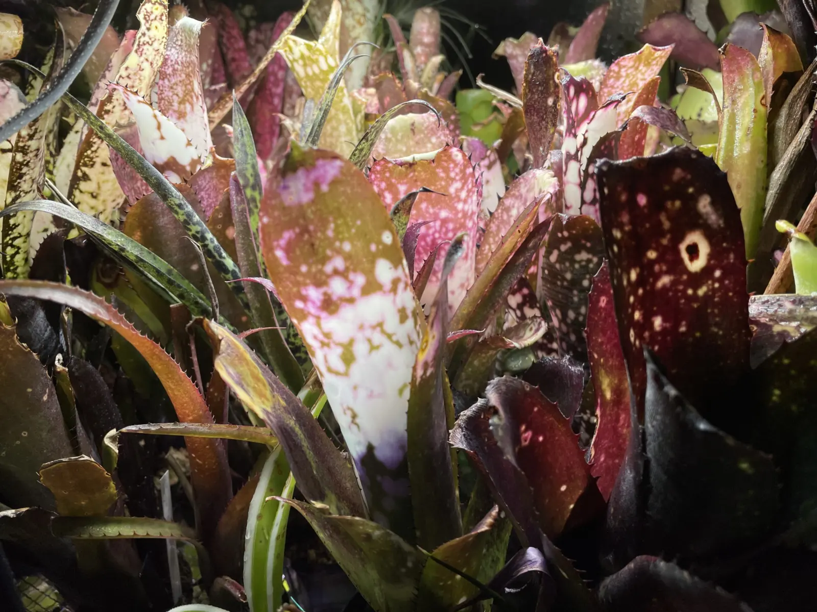 タンクブロメリア　冬越し