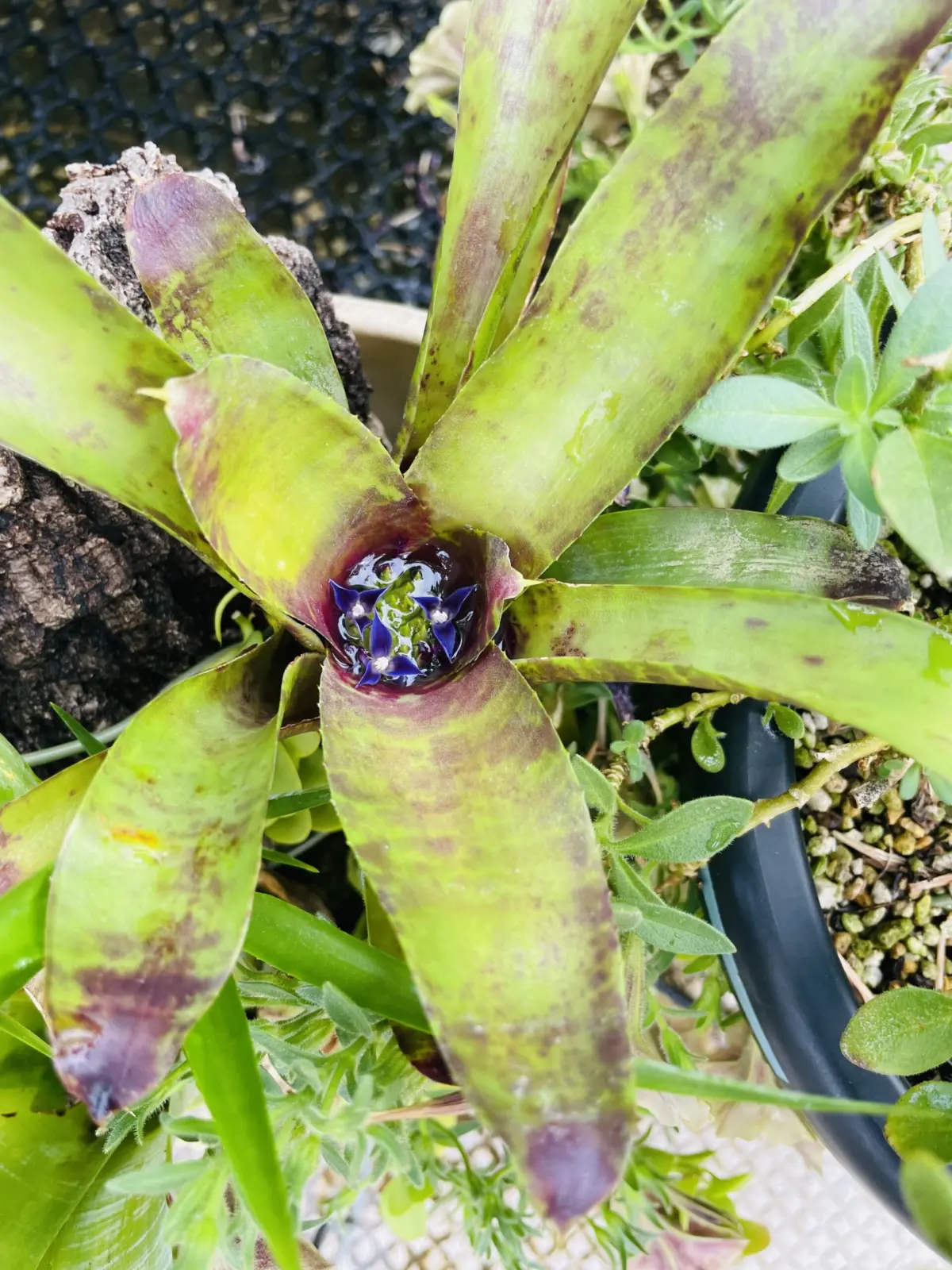 ネオレゲリア　ジャバプラム　花