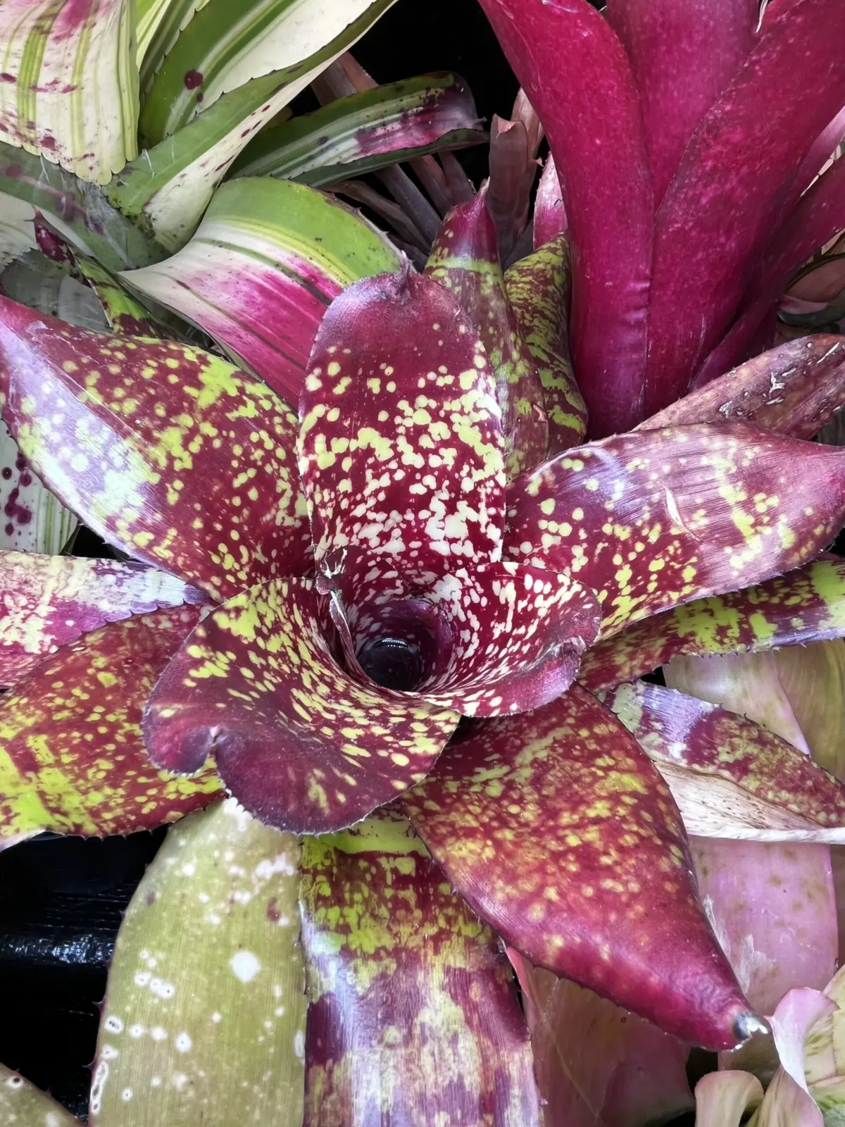 ネオレゲリア　ニンバス