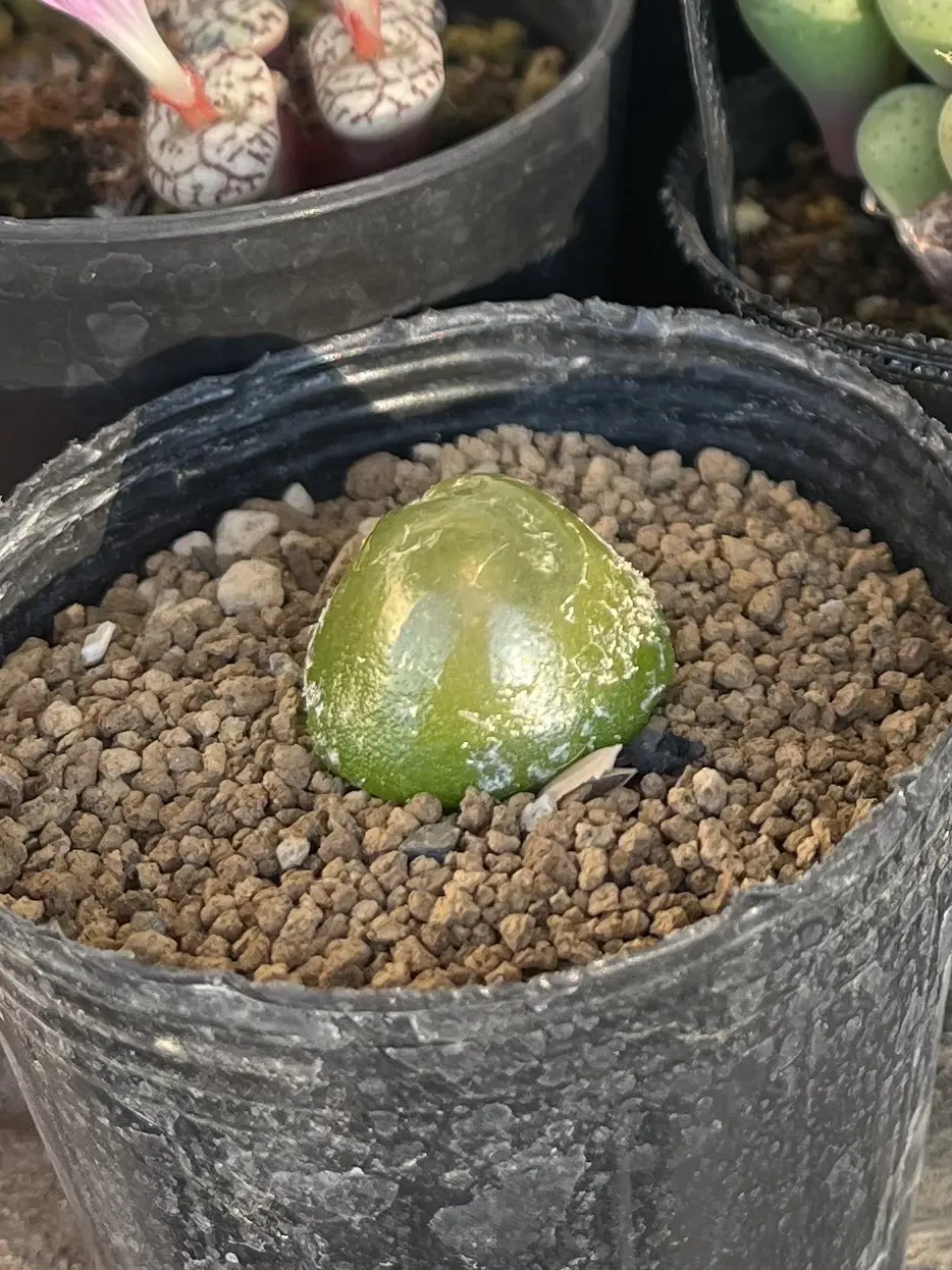 多肉植物　コノフィツム　ブルゲリ