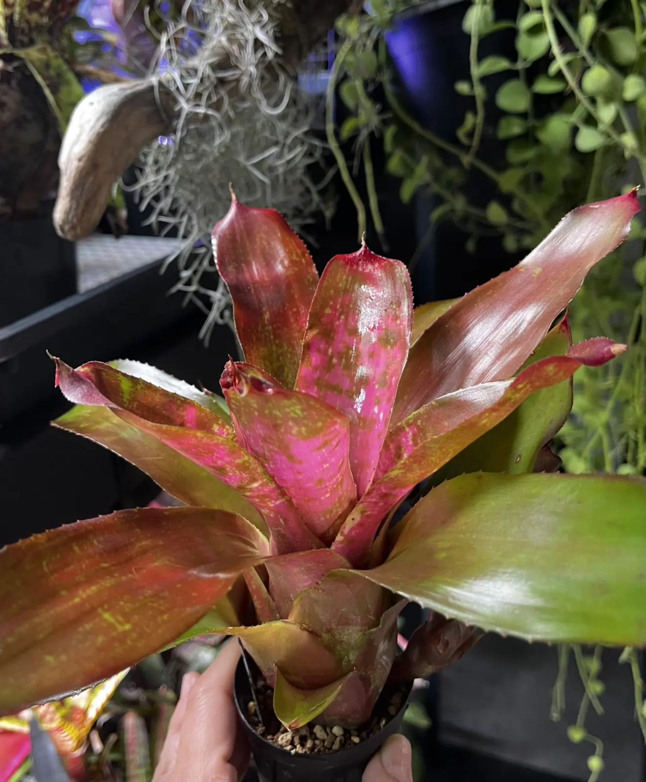 ネオレゲリア　ピナフォア