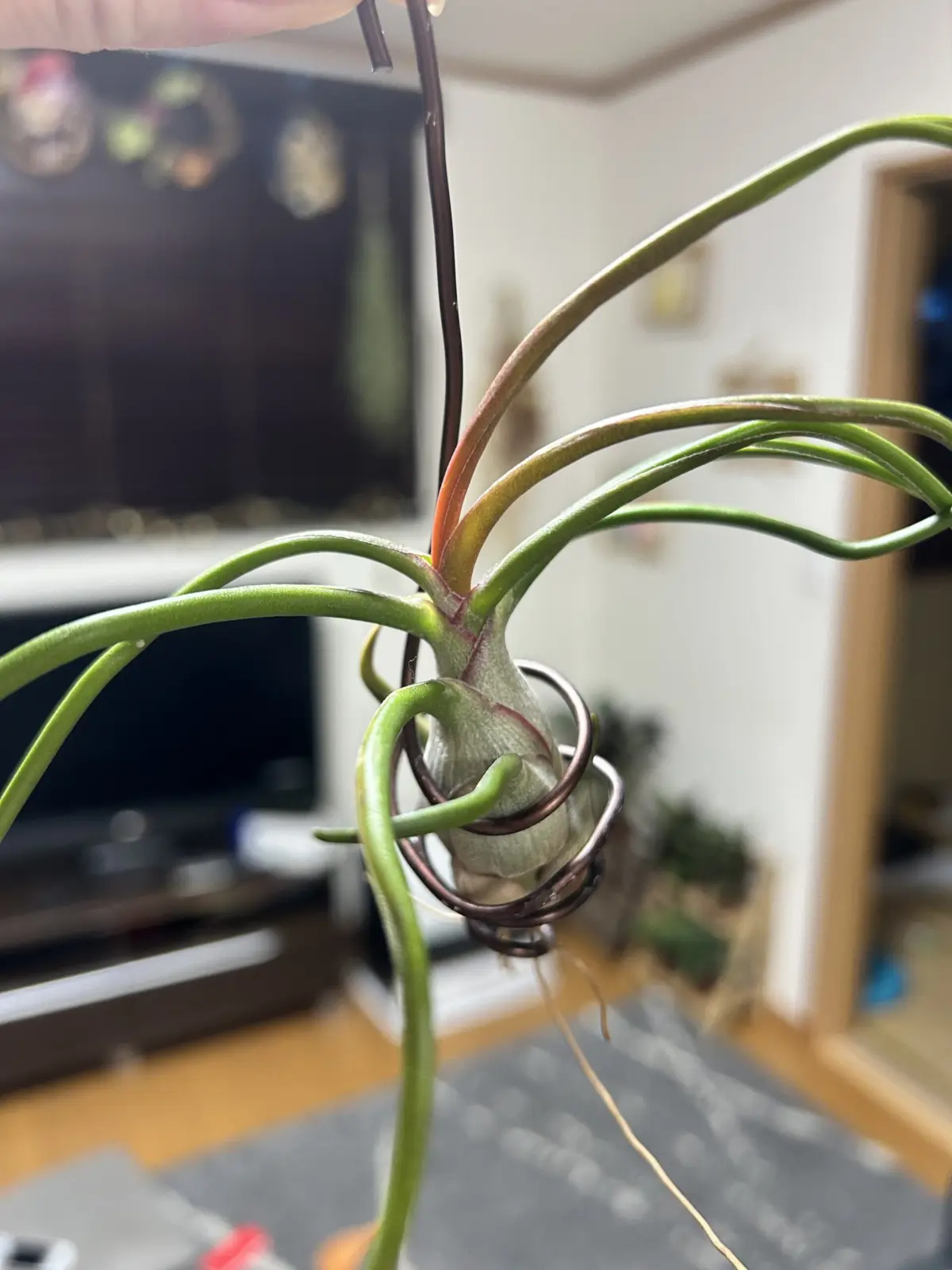 ティランジア/ブルボーサ