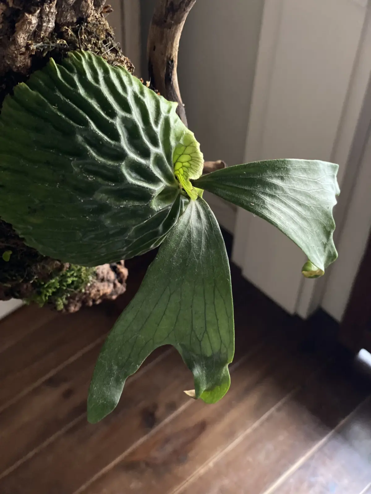 ビカクシダ　マダガスカリエンセ　303