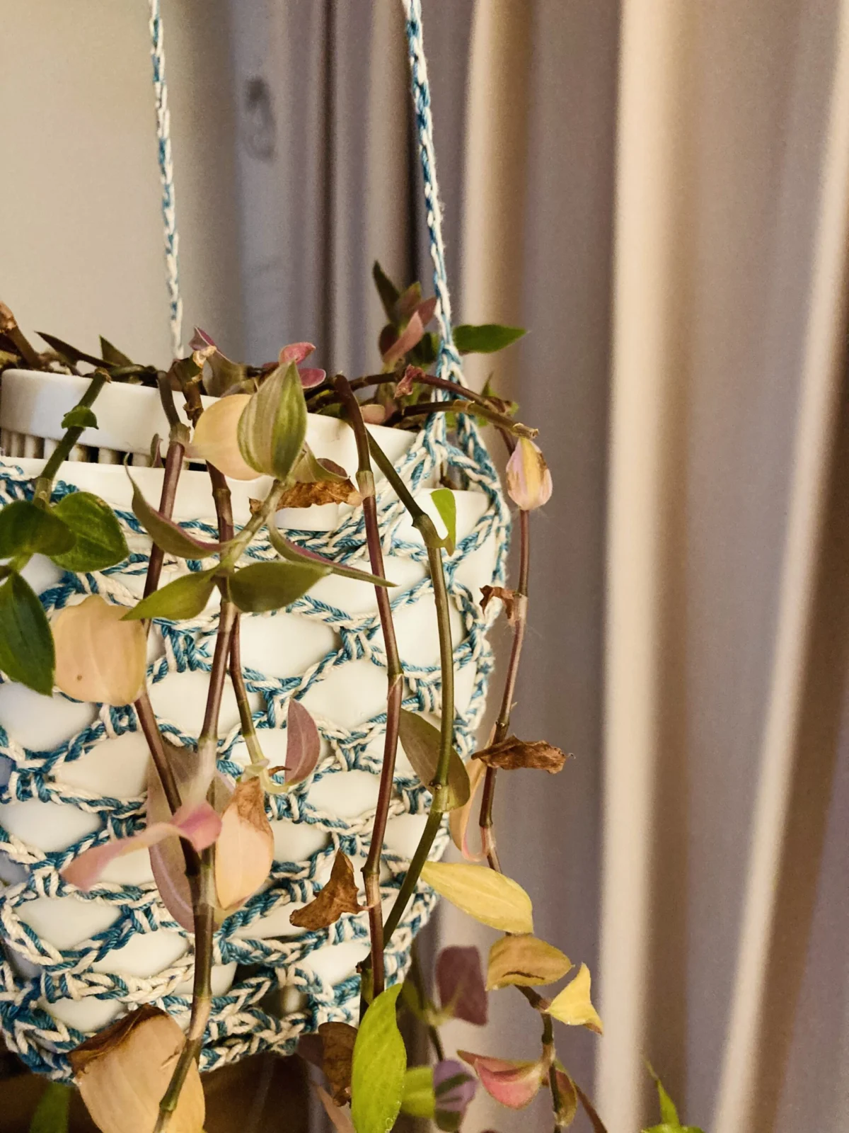 トラディスカンチア 枯れ