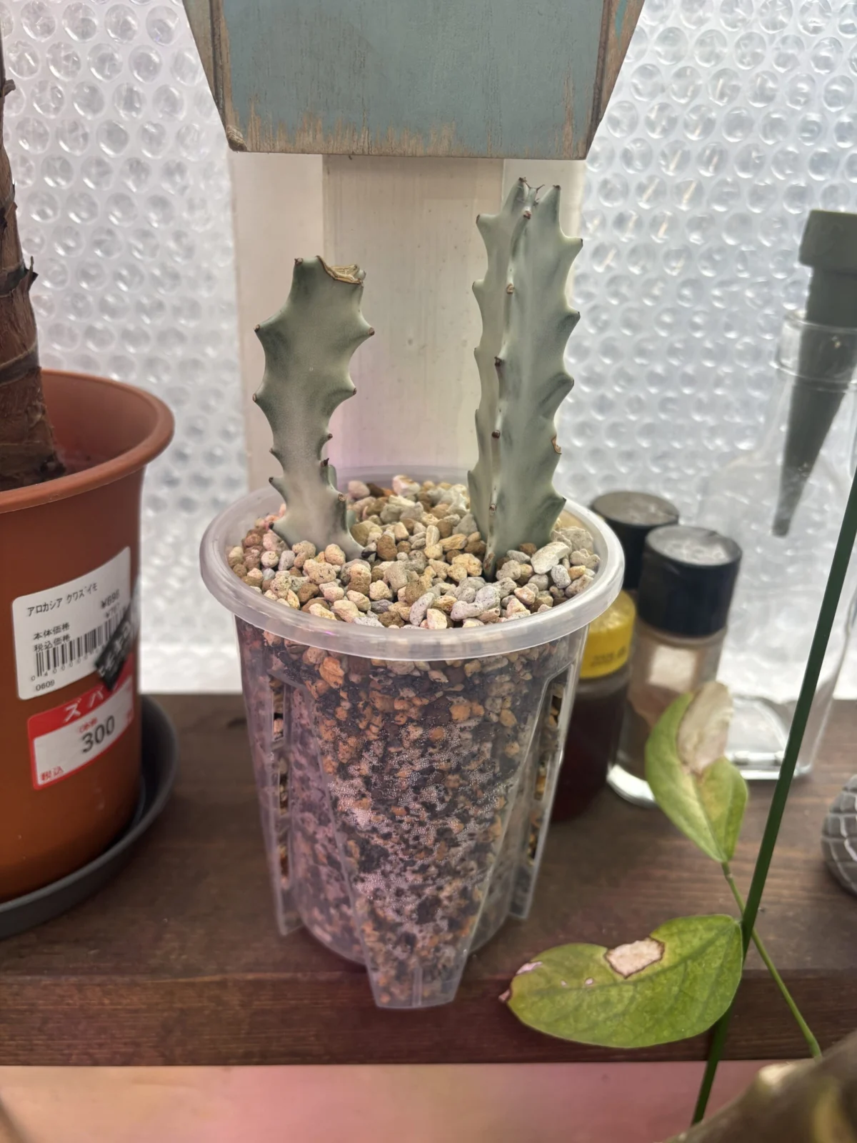 ユーフォルビア　ホワイトゴースト