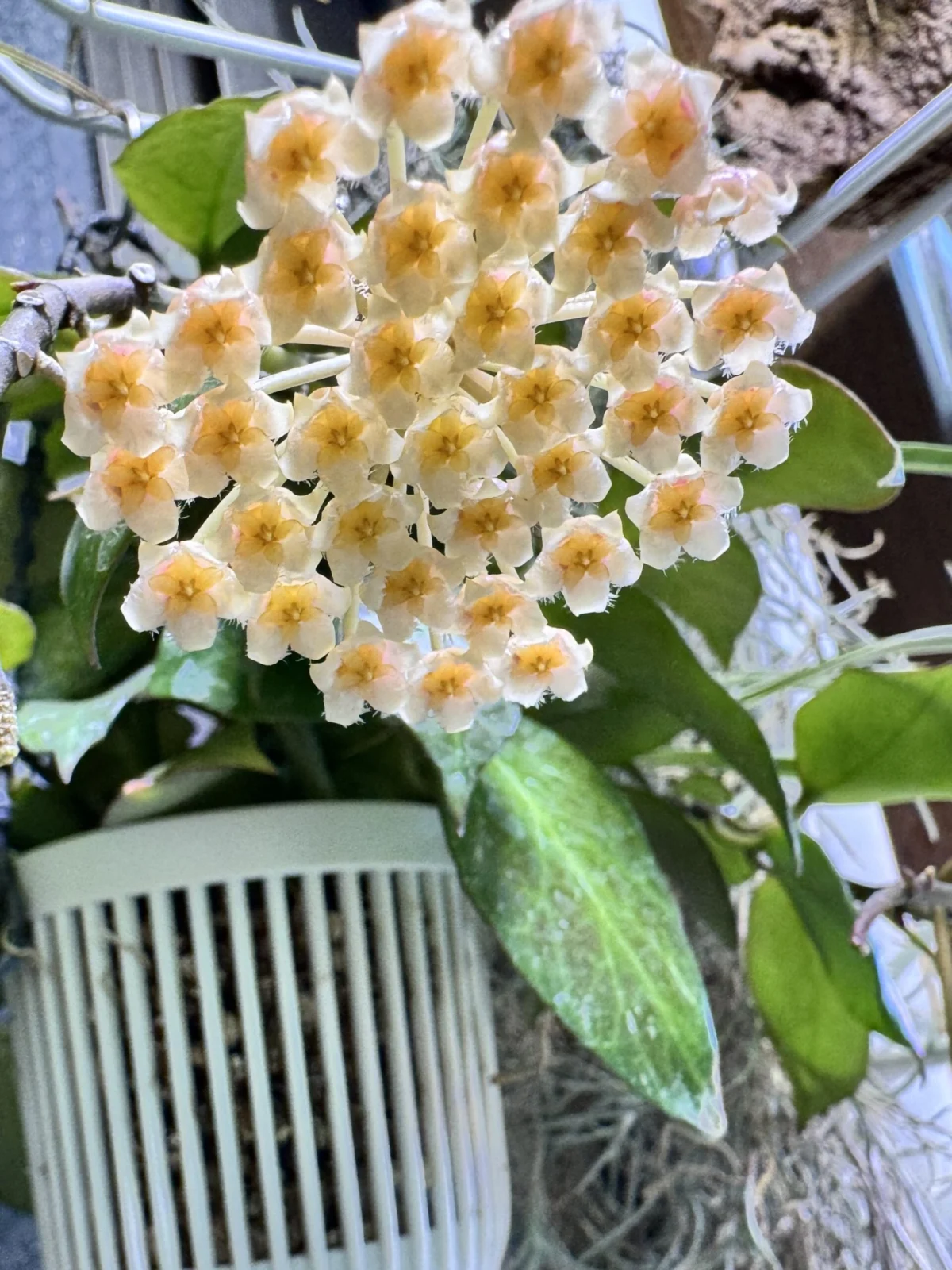 ホヤ　オブスクラ