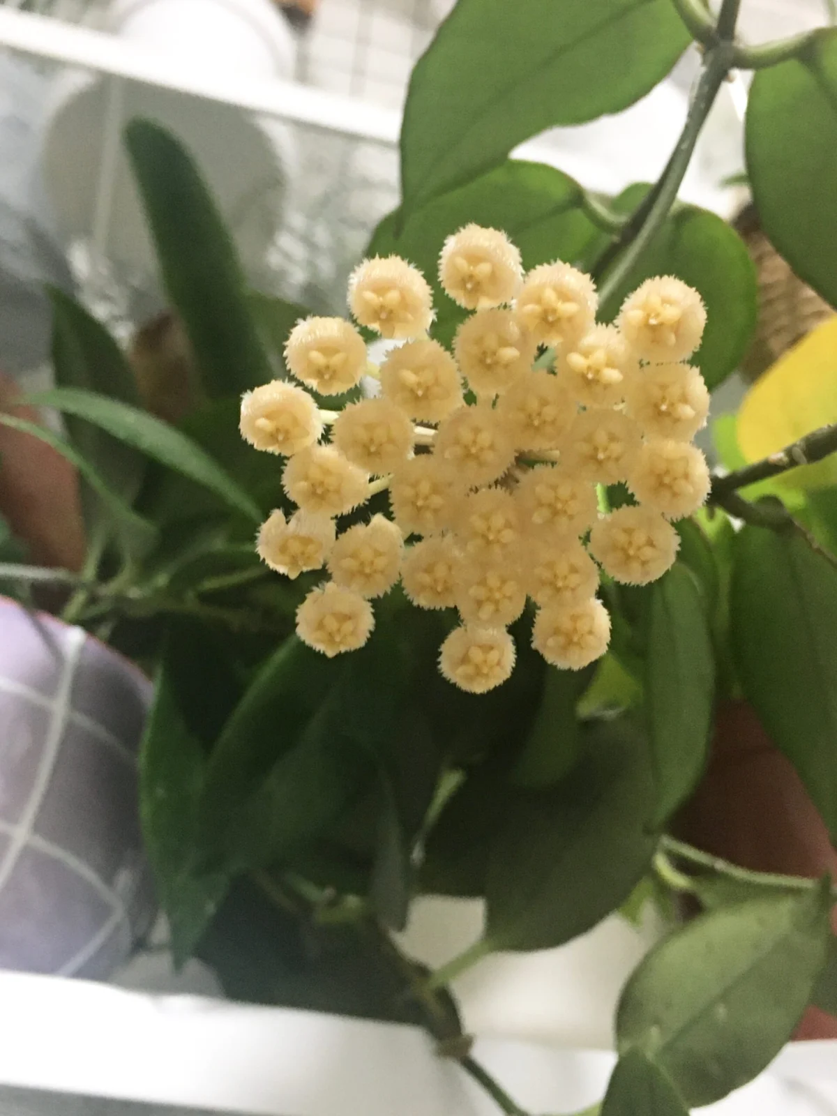 ホヤ　オブスクラ