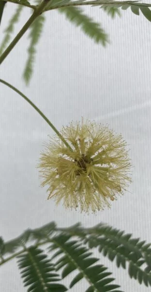 エバーフレッシュ 花