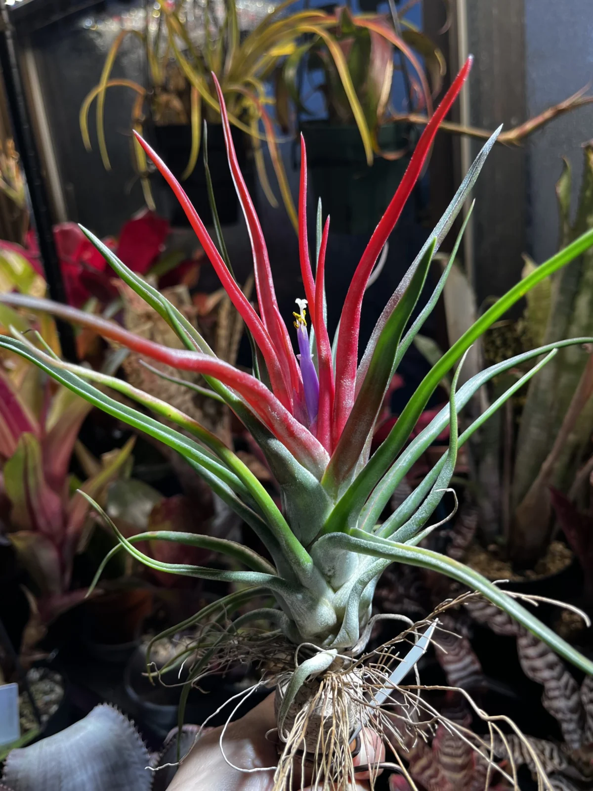 ティランジア　バンハイニンギー×ブルボーサ　花