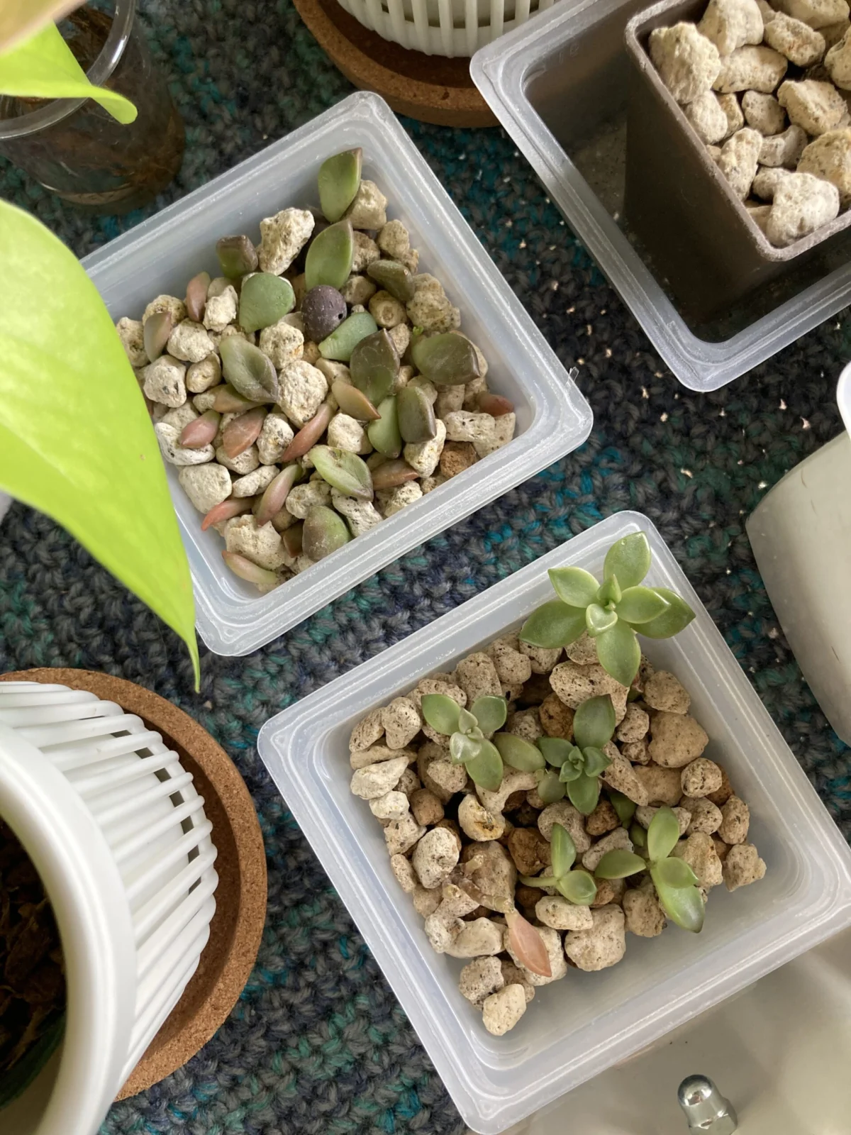 多肉植物 名前不明 レスキュー中