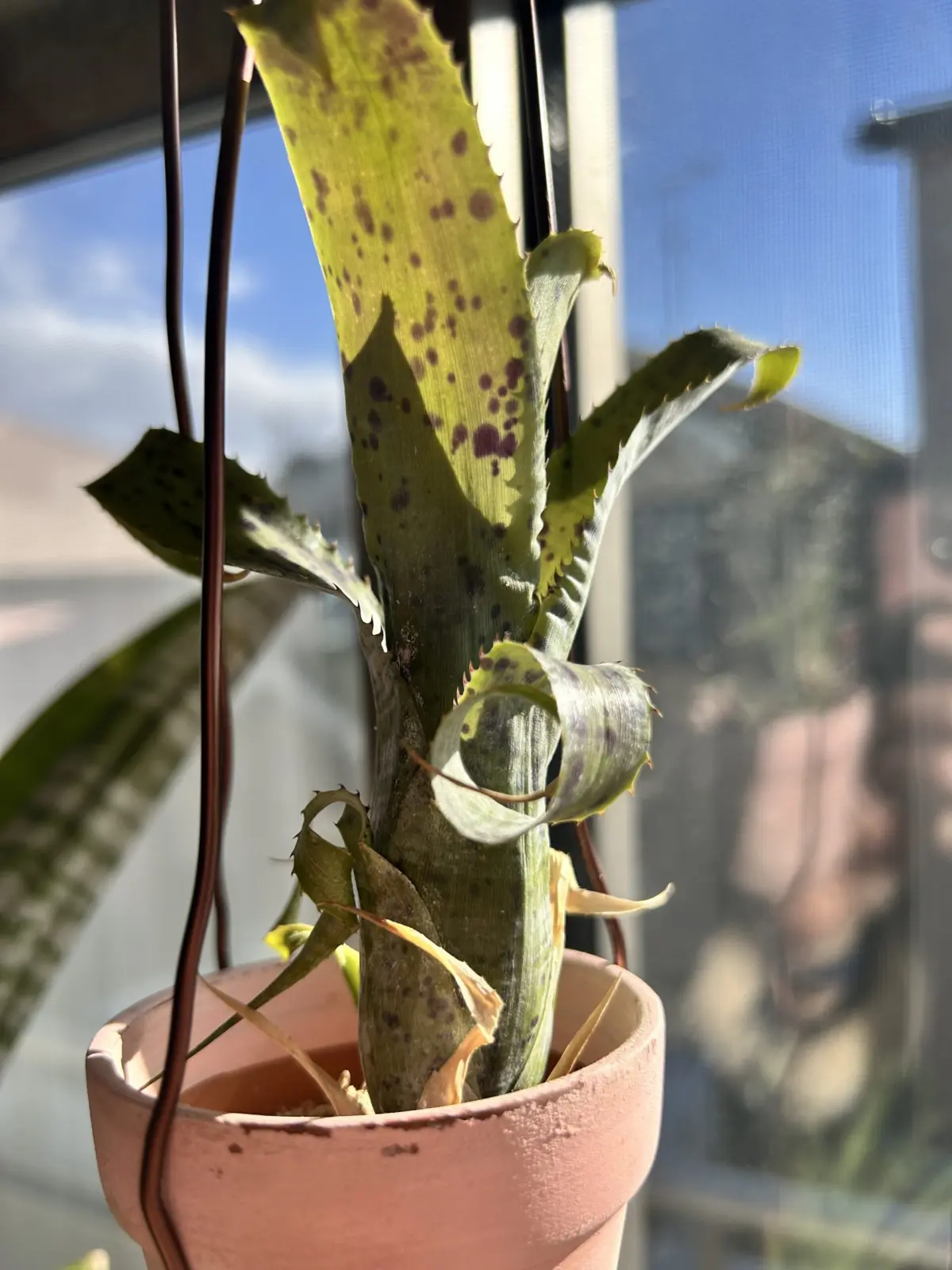 ネオレゲリア/パウシフローラ