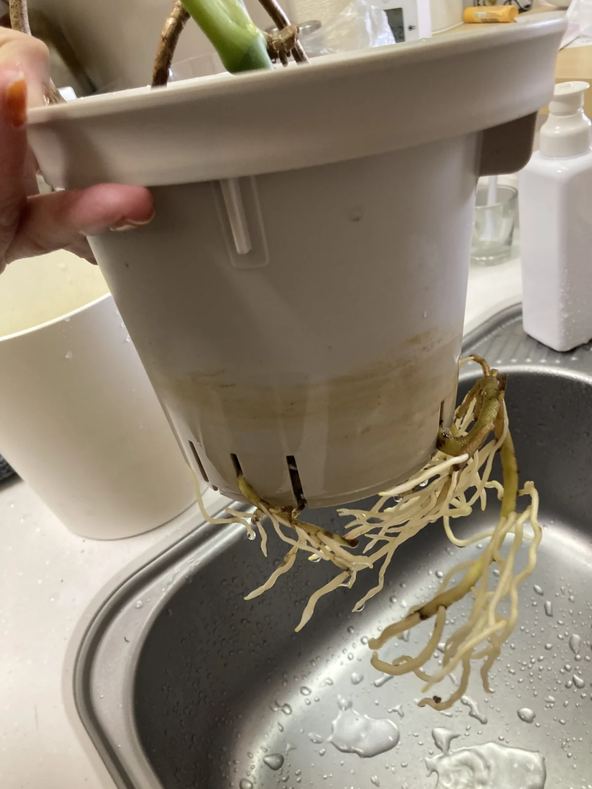 モンステラ 根っこ