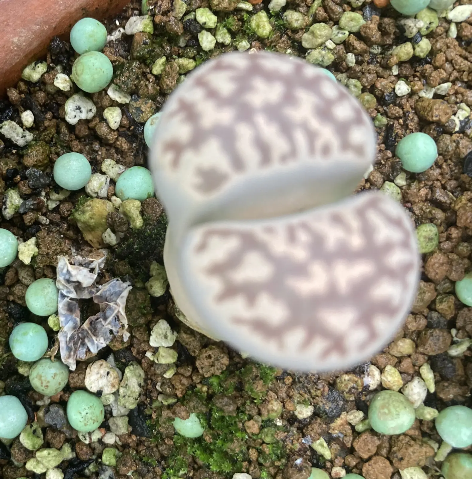 リトープス 多肉植物 脱皮後