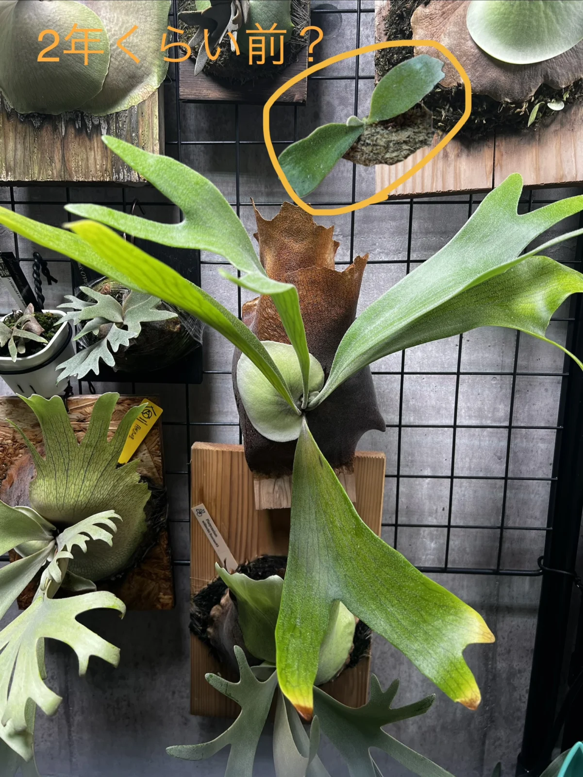 ビカクシダ ネザーランド