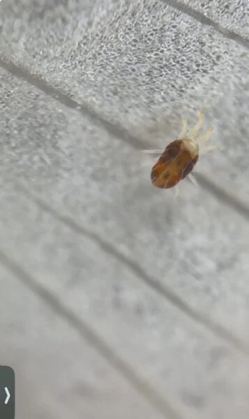 カラテア ホワイトフュージョン ハダニ