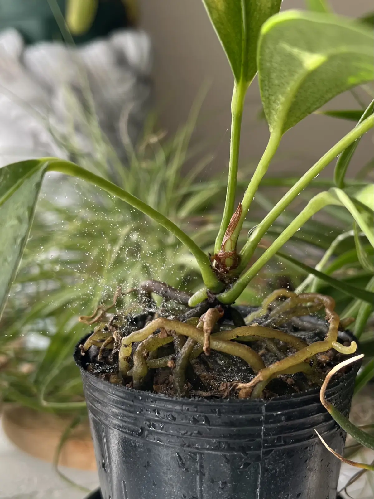 アンスリウム スカンデンス ハダニ