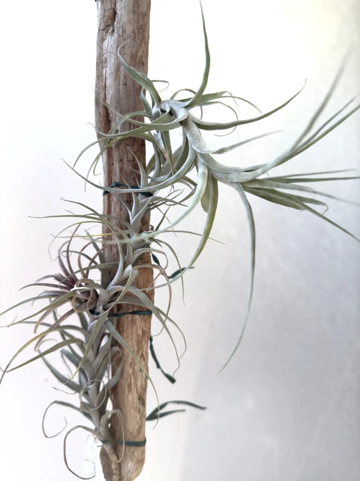 ティランジア カウリゲラ マジョール