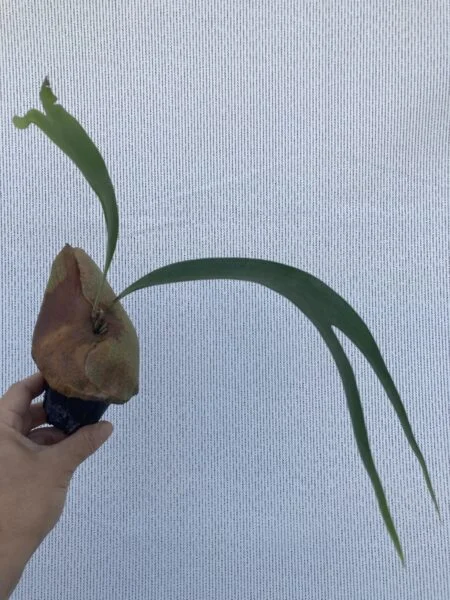 ビカクシダ 札落ち 2寸ガチャ ①