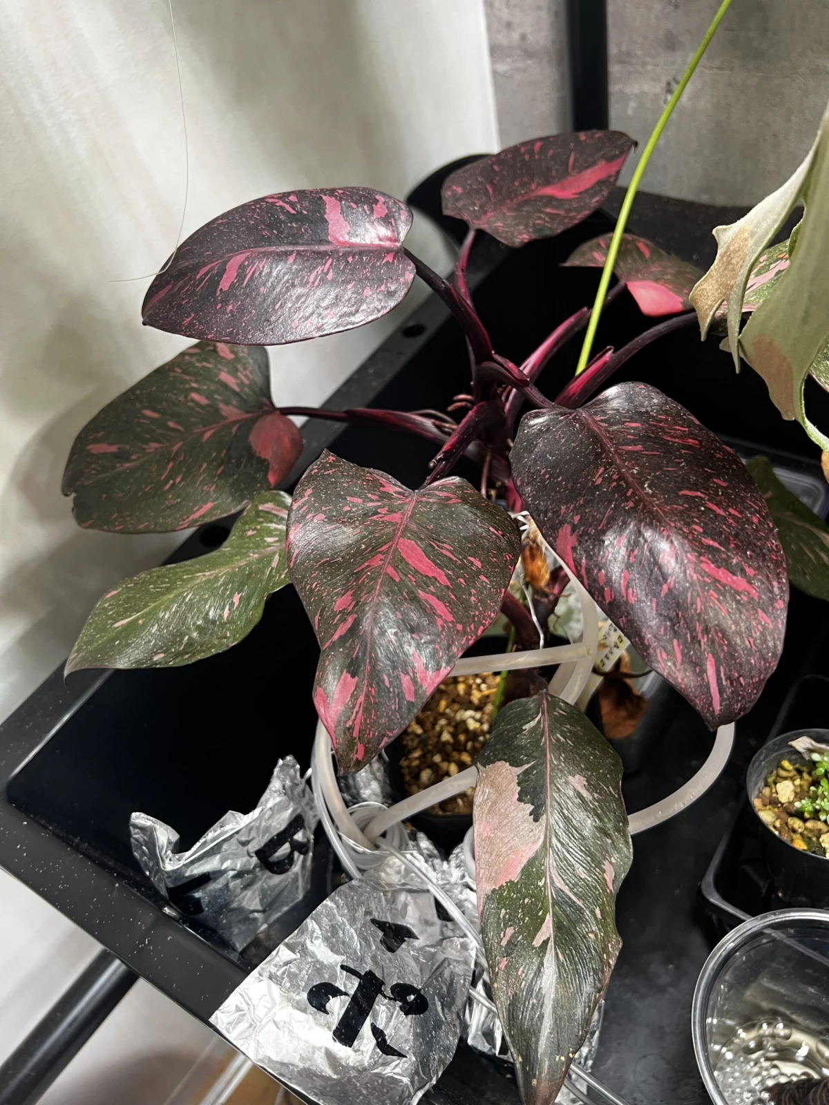 フィロデンドロン ピンクプリンセス マーブルギャラクシー