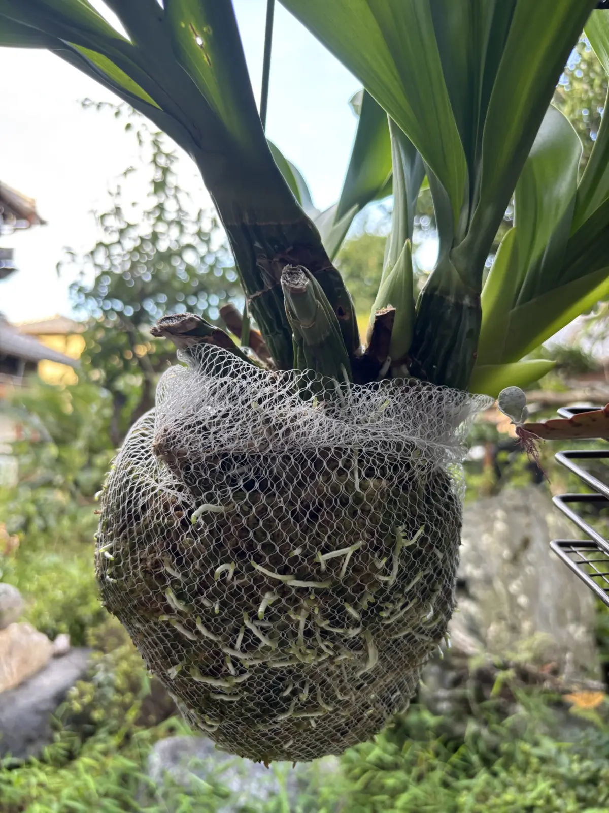 グラマトフィラム　苔玉仕立て