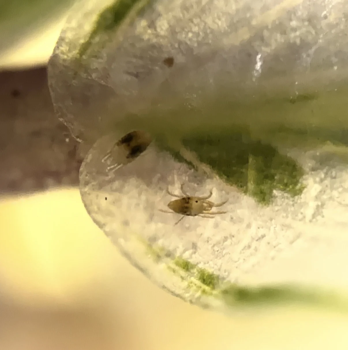 カラテア ホワイトフュージョン ハダニ ②