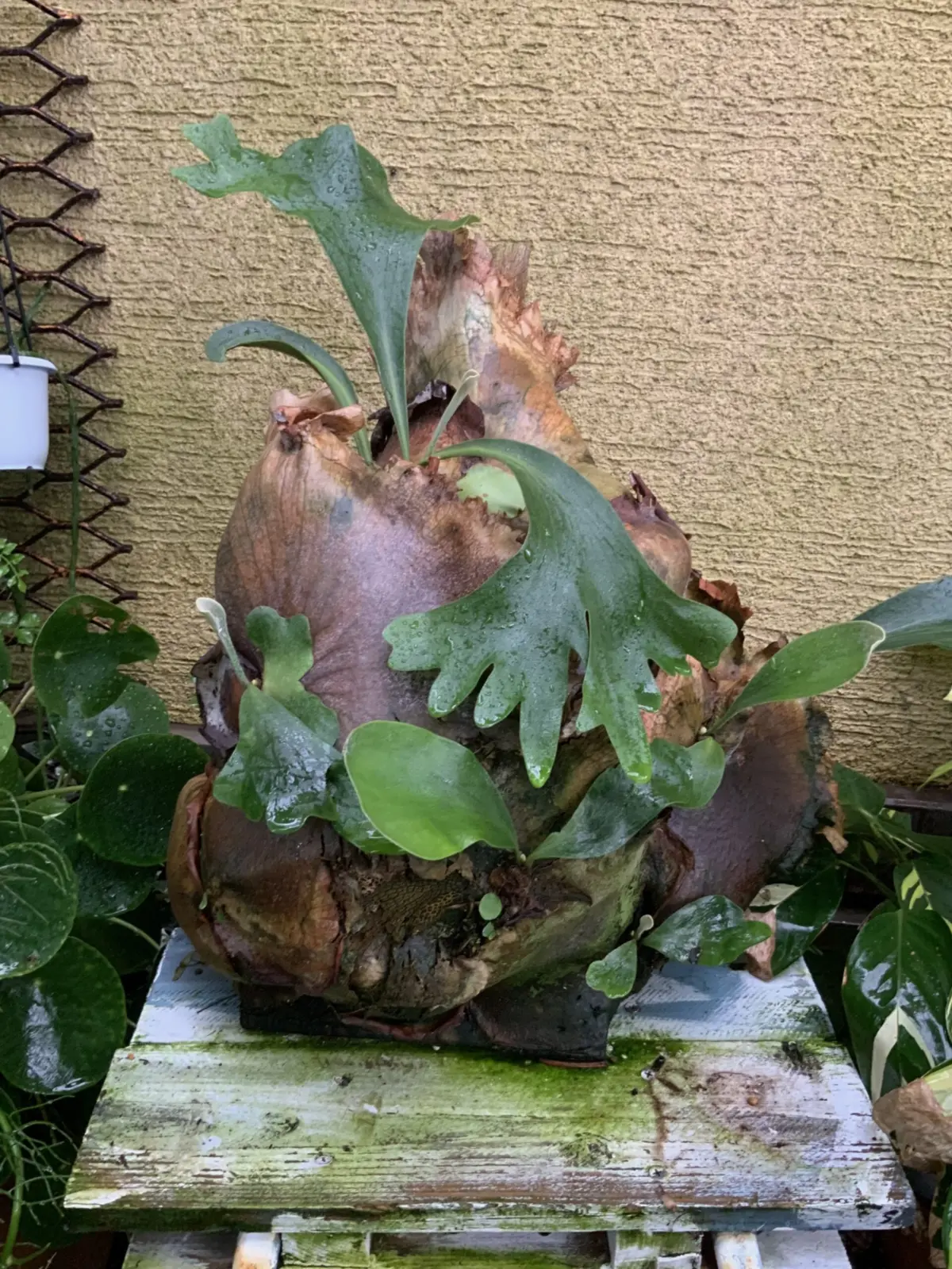 ビカクシダ/ネザーランド