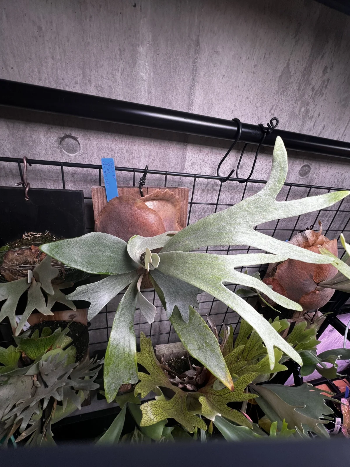 ビカクシダ ジョー