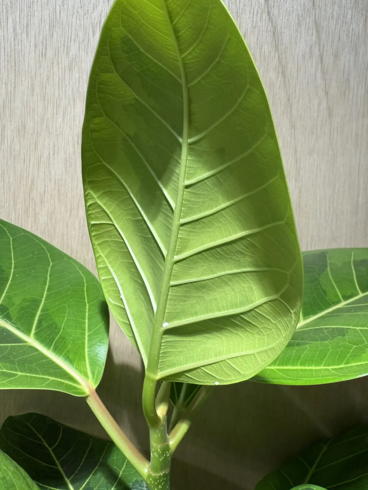 フィカス　アルテシマ