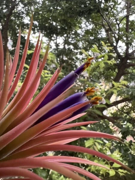 ティランジア　イオナンタ　花