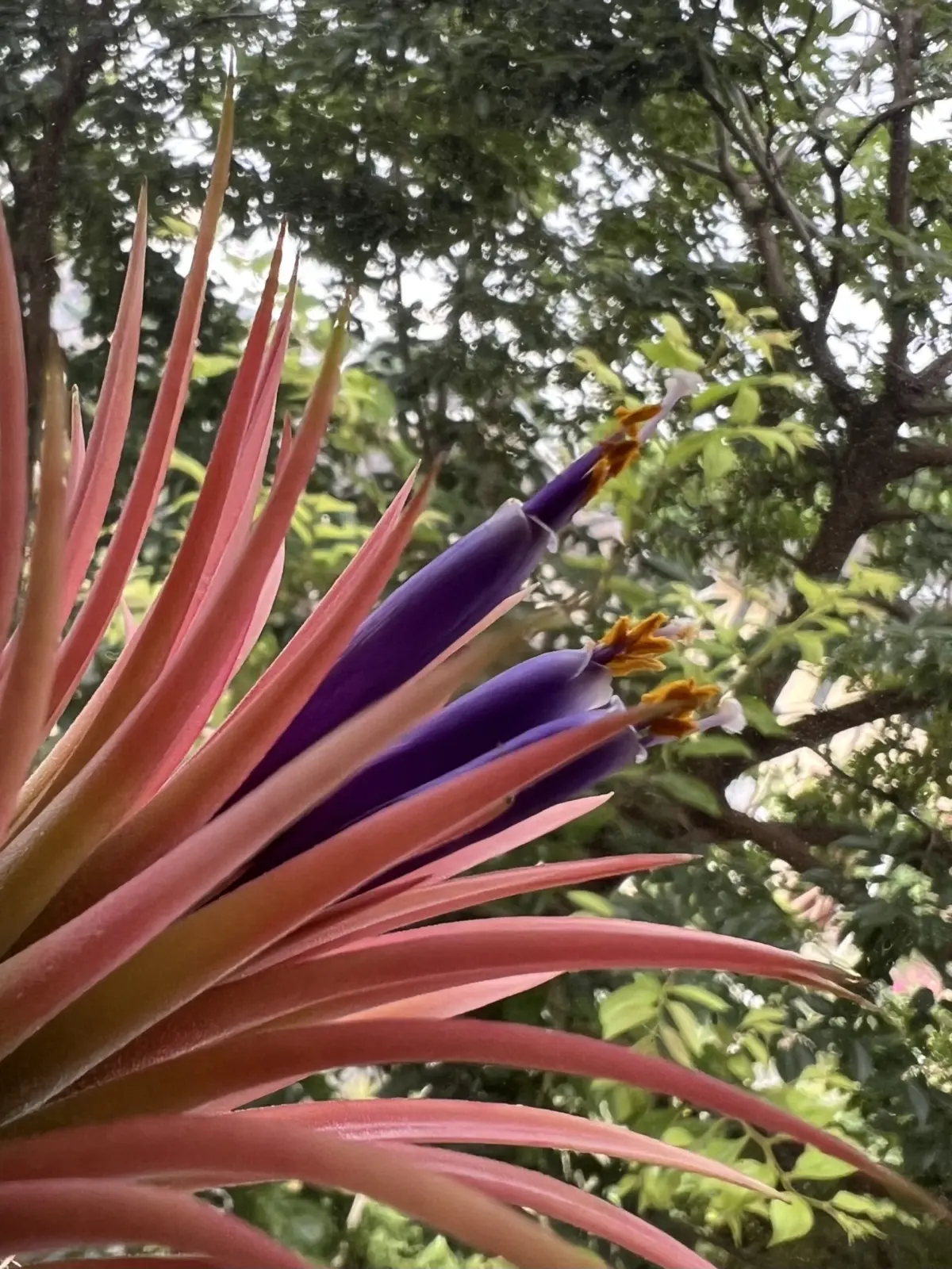 ティランジア　イオナンタ　花