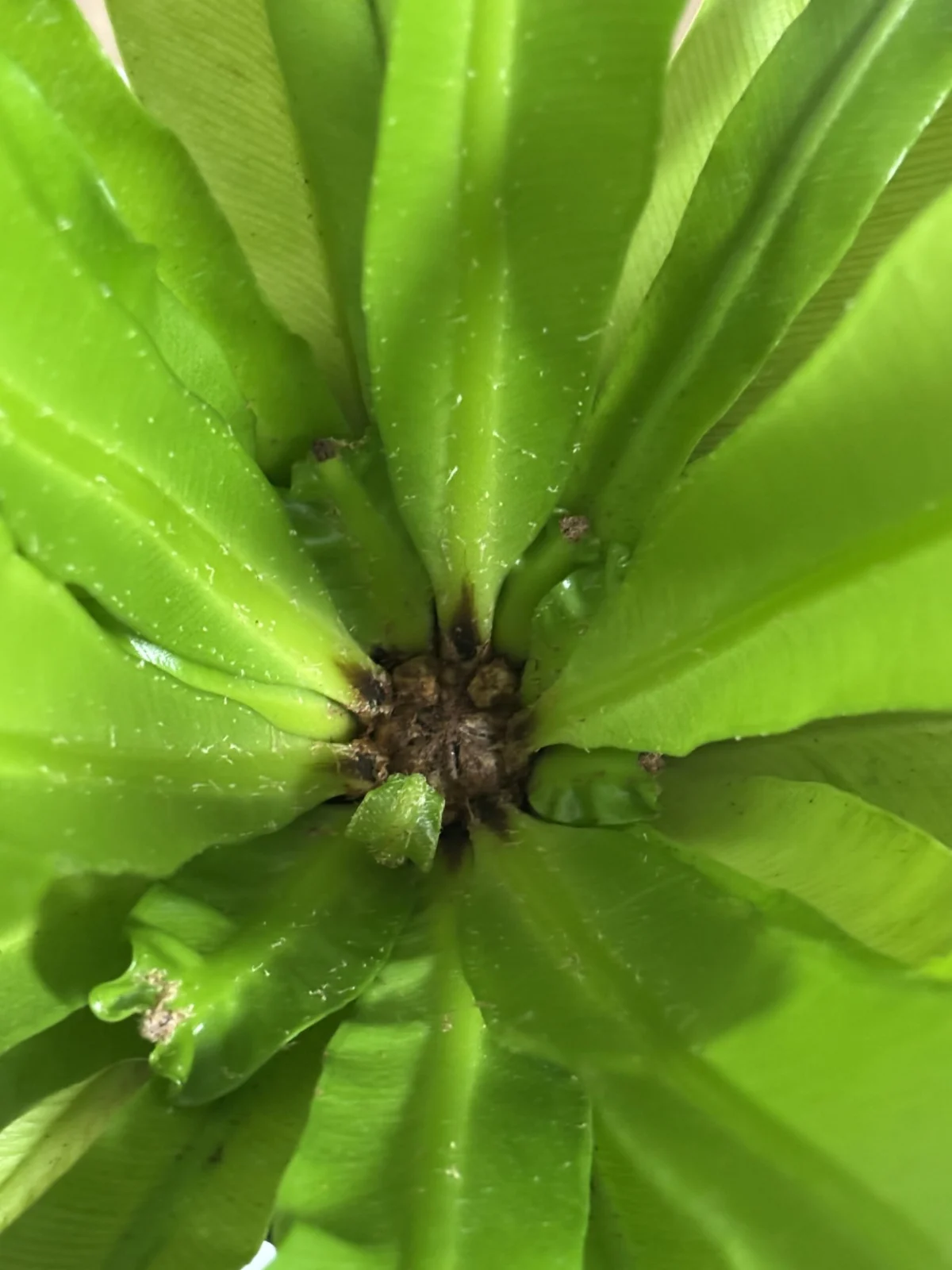 アスプレニウム　100均　ダイソー