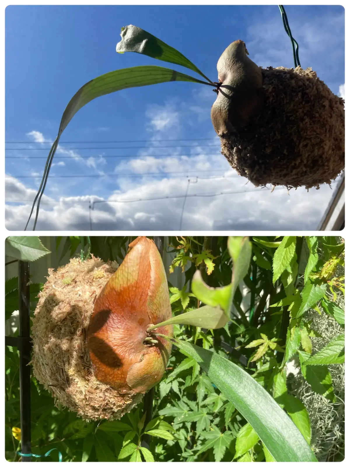 ビカクシダ 札落ち 2寸ガチャ ②