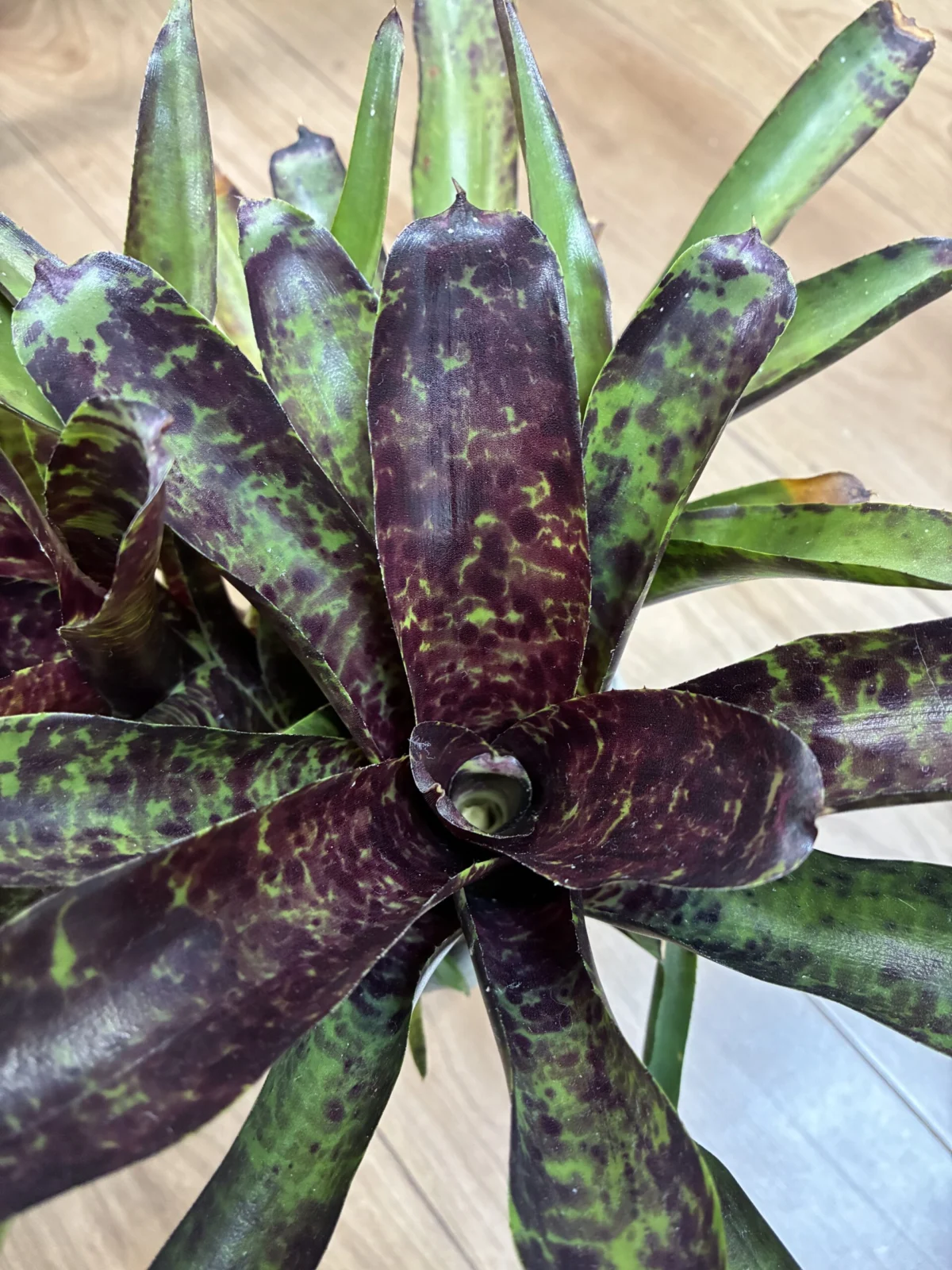 ネオレゲリア　ジャバプラム