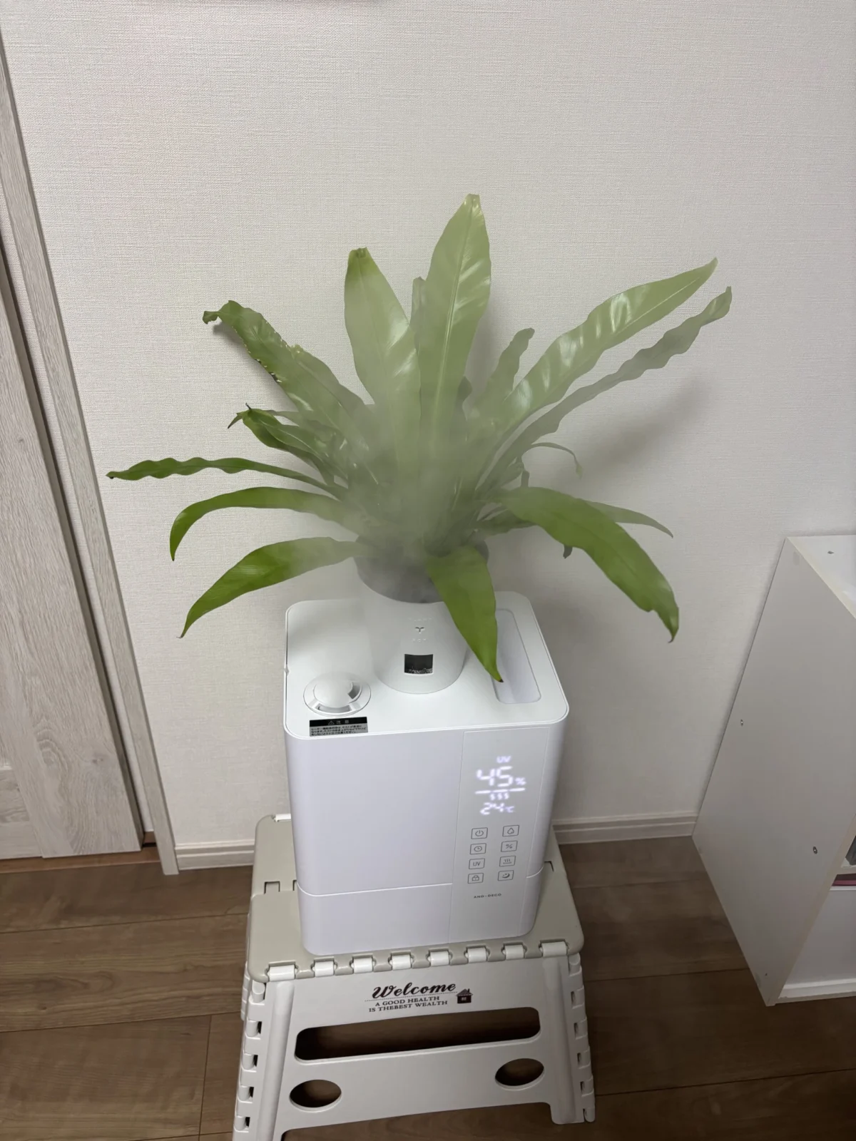 アスプレニウム　100均　ダイソー