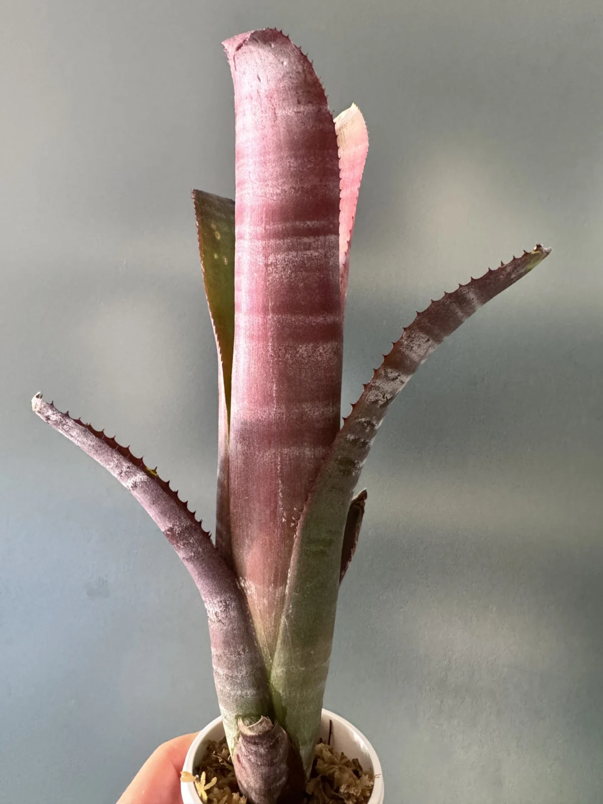 ビルベルギア　ビッタータ