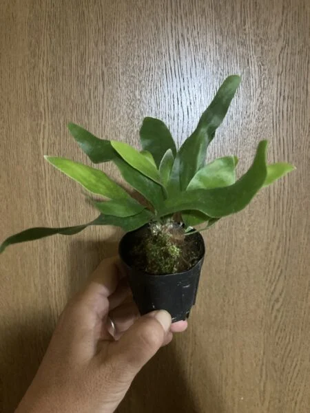 ビカクシダ コモチ