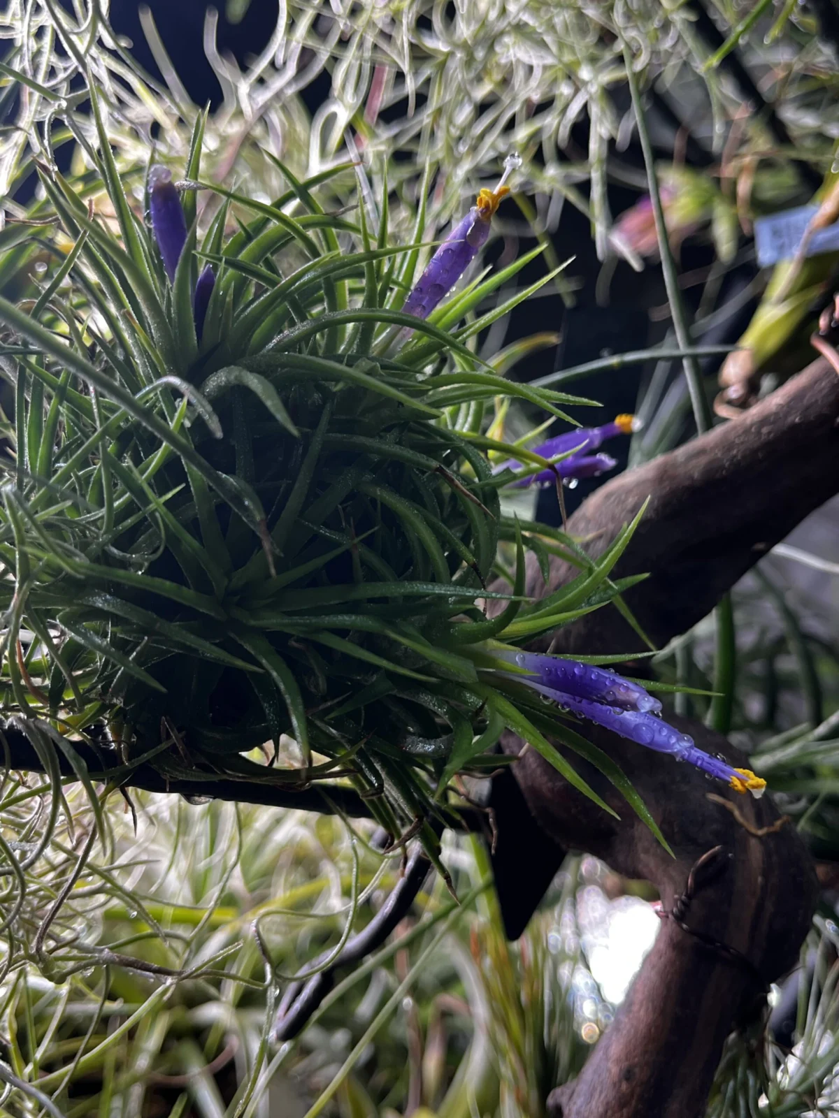 ティランジア　イオナンタ