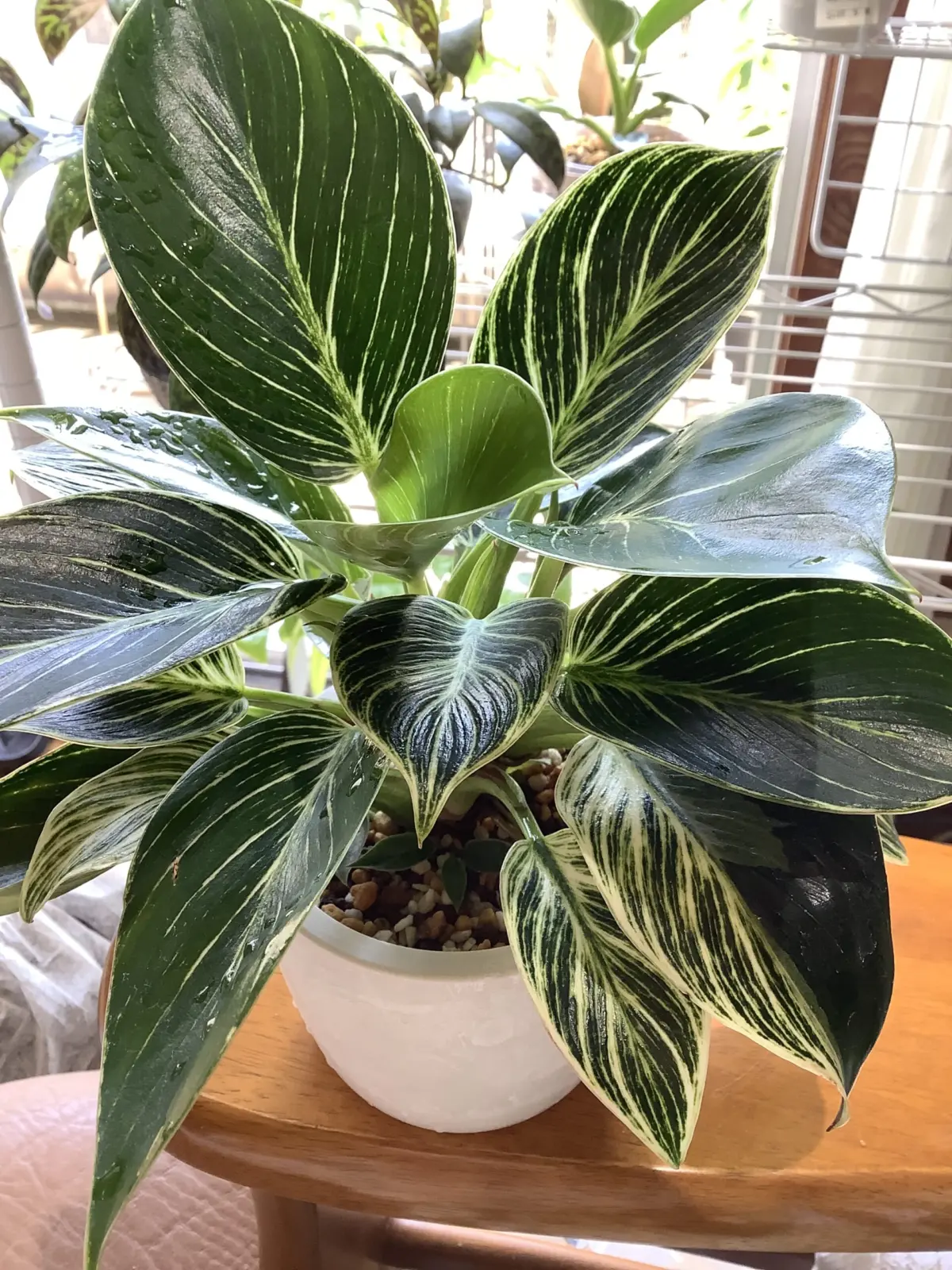 フィロデンドロン　バーキン