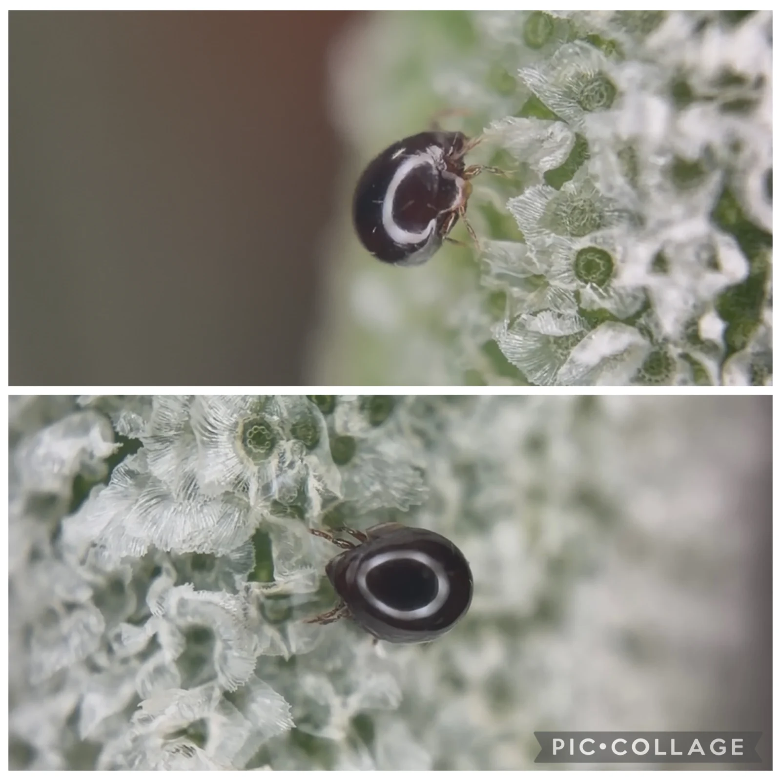 ティランジア　ソノランスノー　マルコダニ