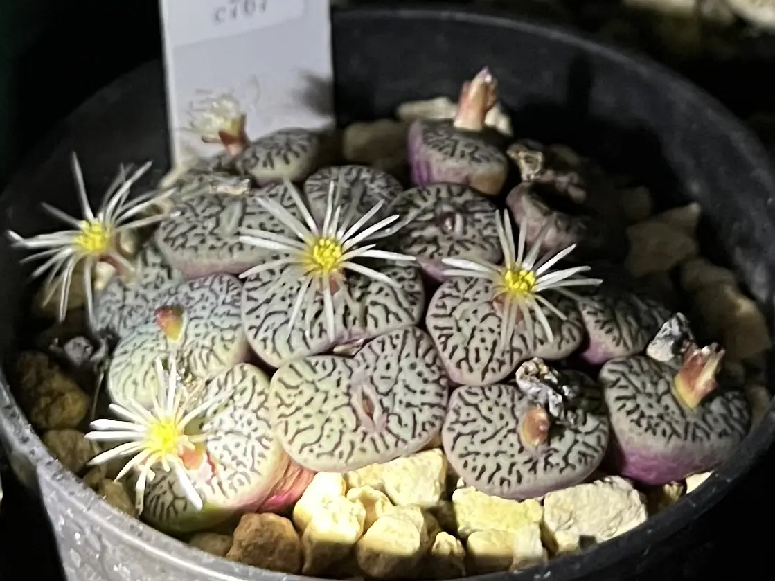 多肉植物 コノフィツム ウィッテベルゲンシス 花