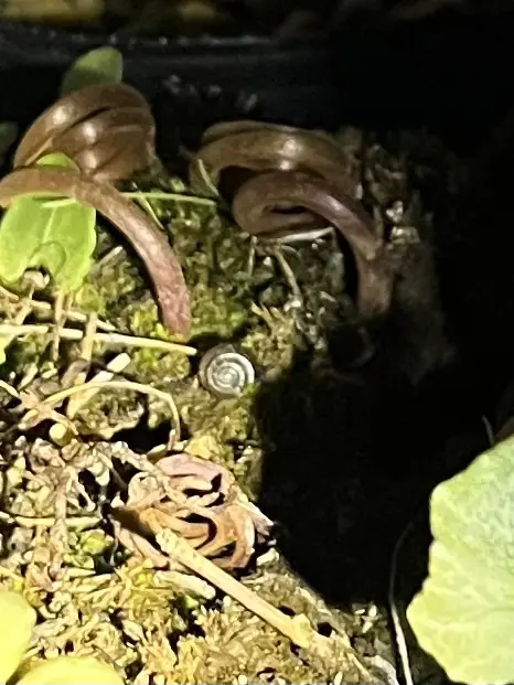 原種シクラメン ヘデリフォリウム カタツムリ 害虫